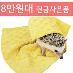 ǰ̹