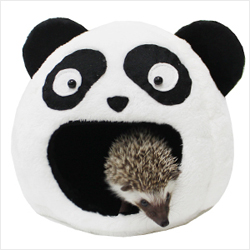 ��ǰ�̹���