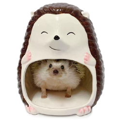 ǰ̹