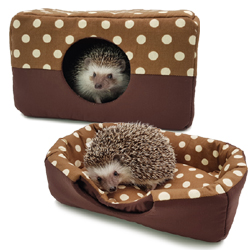 ǰ